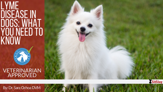 Lyme Disease in Dogs: What You Need to Know!