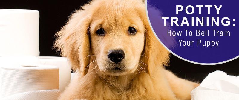 How to house train best sale a puppy with a bell