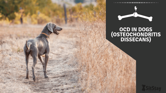 OCD in Dogs (Osteochondritis Dissecans) 