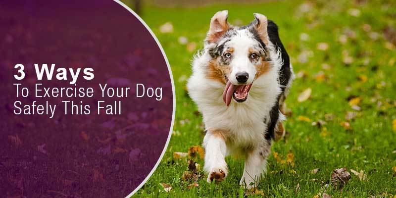 Dogs Not Getting Exercise 3 Ways To Exercise Your Dog Safely This Fall – SitStay