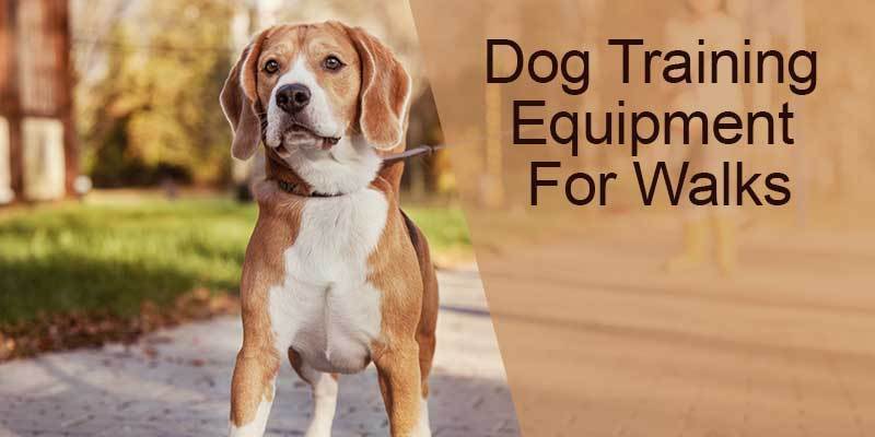 Dog Training Equipment