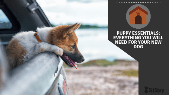 Puppy Essentials: Everything You Will Need for Your New Dog