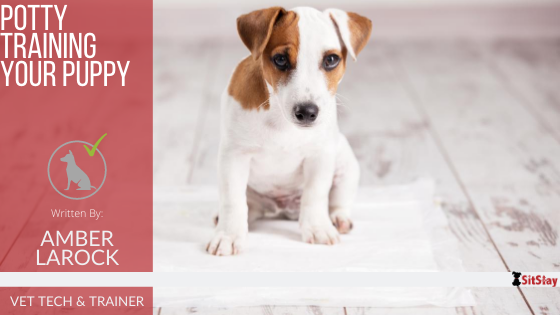 Potty Training Your Puppy