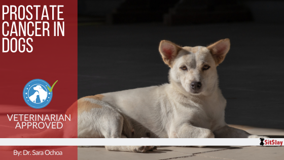 Prostate Cancer in Dogs