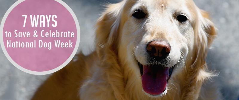 7 Ways to Save and Celebrate National Dog Week – SitStay