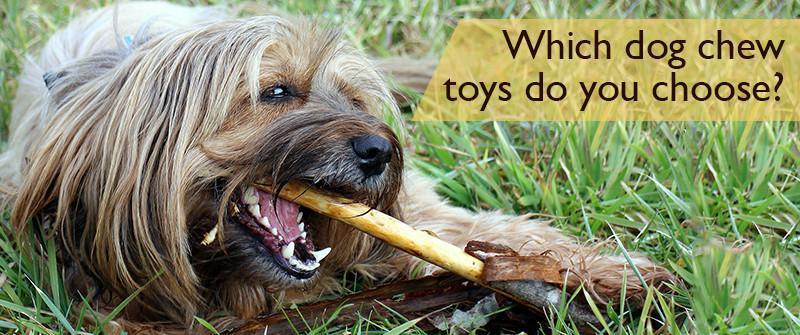 Which dog chew toys do you choose?