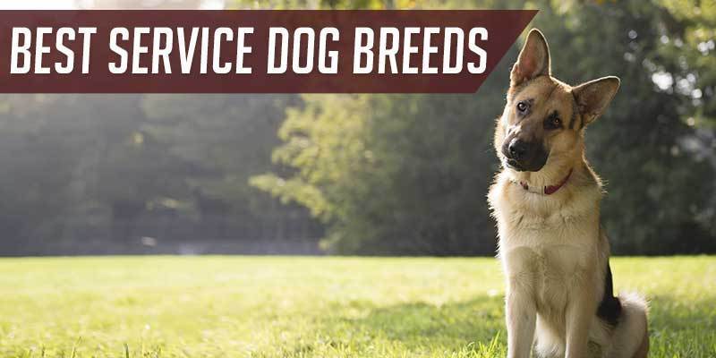 whats the best service dog breed