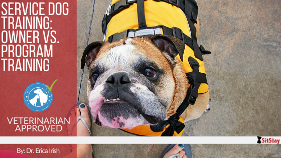 Service Dog Training: Owner vs. Program Training