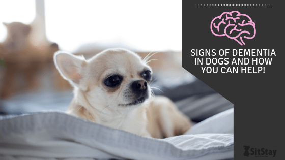 Signs of dementia in dogs and how you can help!
