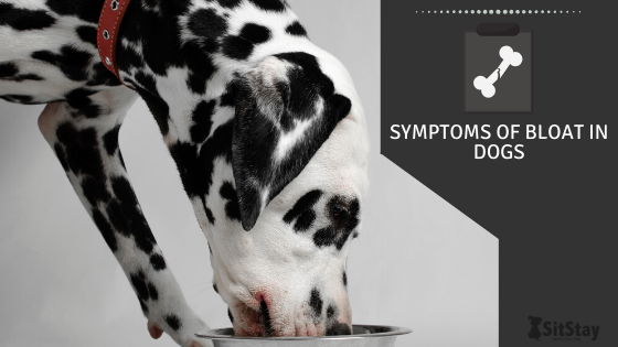 symptoms of bloat in dogs 
