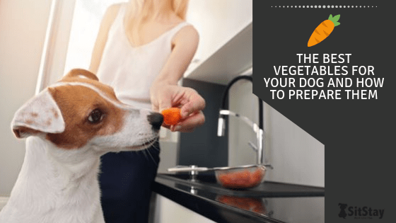 The Best Vegetables for Your Dog and How to Prepare Them