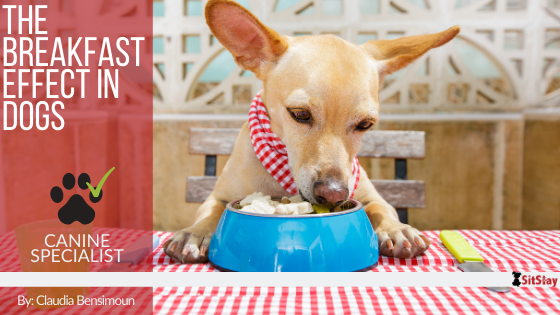The Breakfast Effect in Dogs