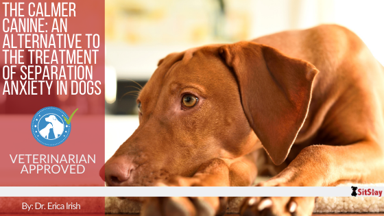 The Calmer Canine: An Alternative to the Treatment of Separation Anxiety in Dogs