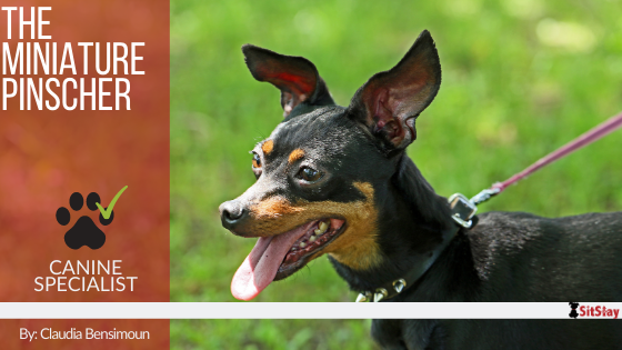 The Miniature Pinscher