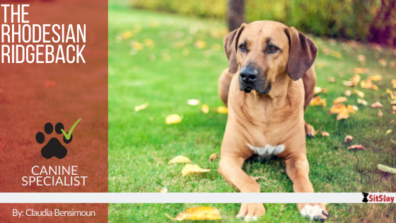 Rhodesian Ridgeback African Lion Dog
