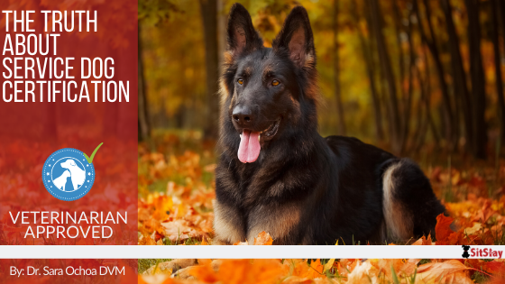 The Truth About Service Dog Certification