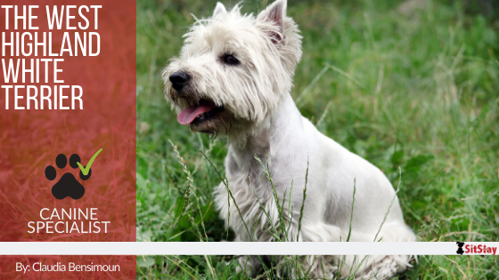The West Highland White Terrier