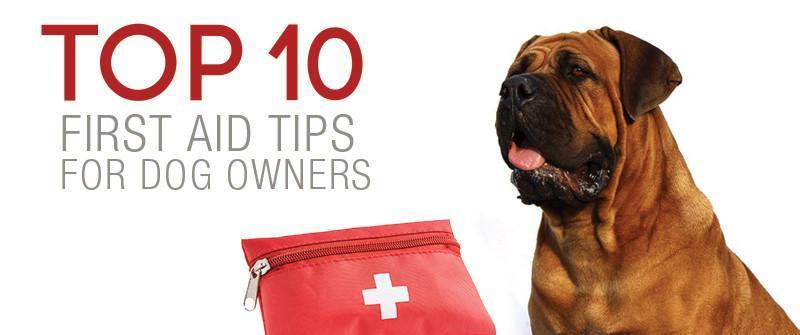 Top 10 First Aid Tips for Dog Owners