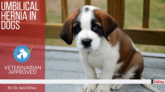 Umbilical Hernia in Dogs