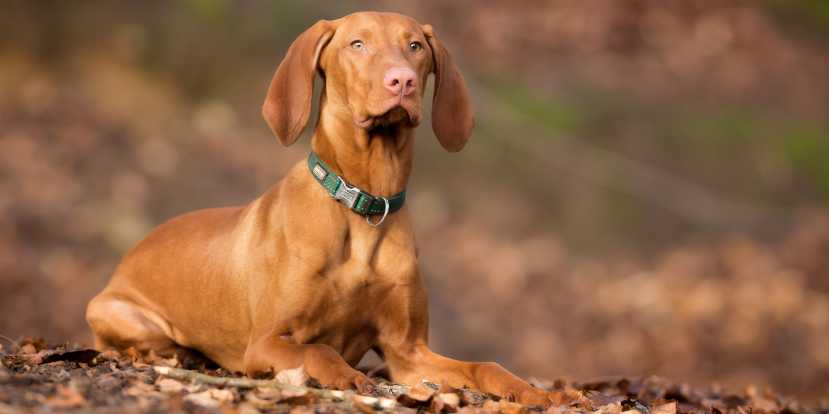 Get to Know The Vizsla