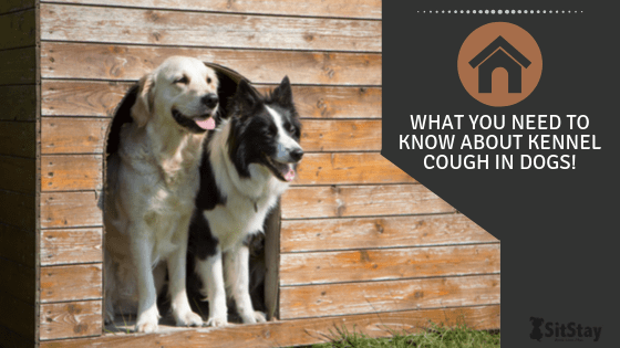 What You Need to Know About Kennel Cough in Dogs!