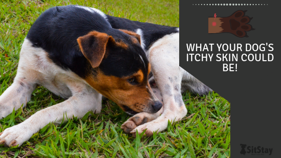 What Your Dog's Itchy Skin Could Be!