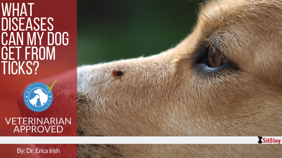 What Diseases Can My Dog Get from Ticks?