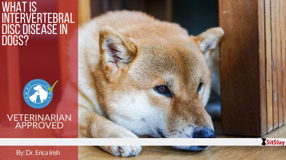 What is Intervertebral Disc Disease in Dogs?