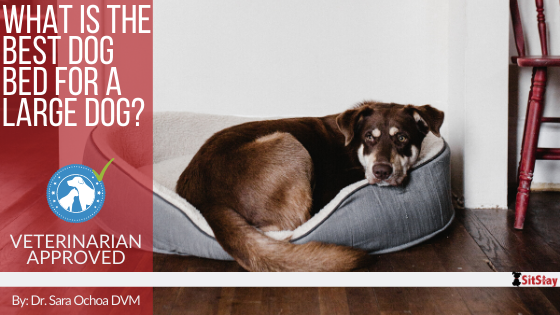 What is the Best Dog Bed for a Large Dog?
