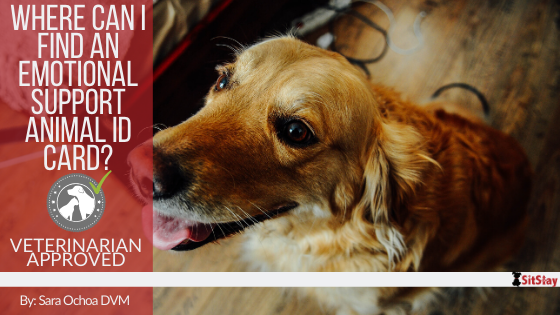 Where Can I Find an Emotional Support Animal ID Card?