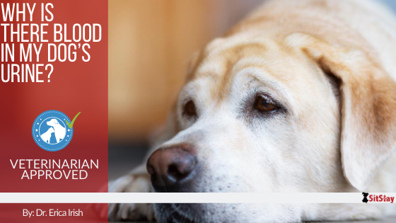Why Is There Blood in My Dog’s Urine?