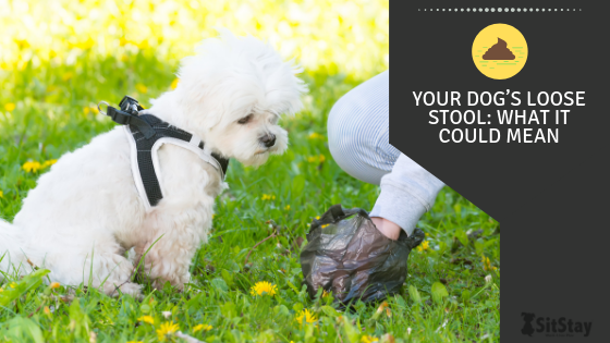 Your Dog’s Loose Stool: What It Could Mean