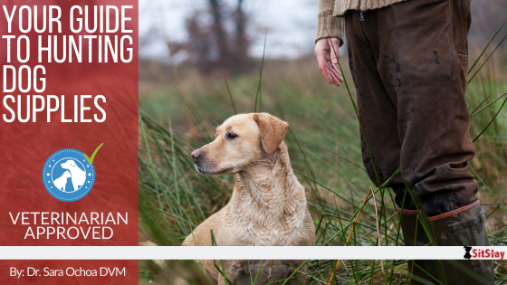 Your Guide to Hunting Dog Supplies