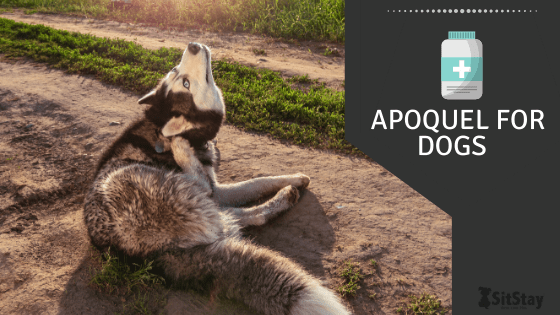 Apoquel For Dogs 