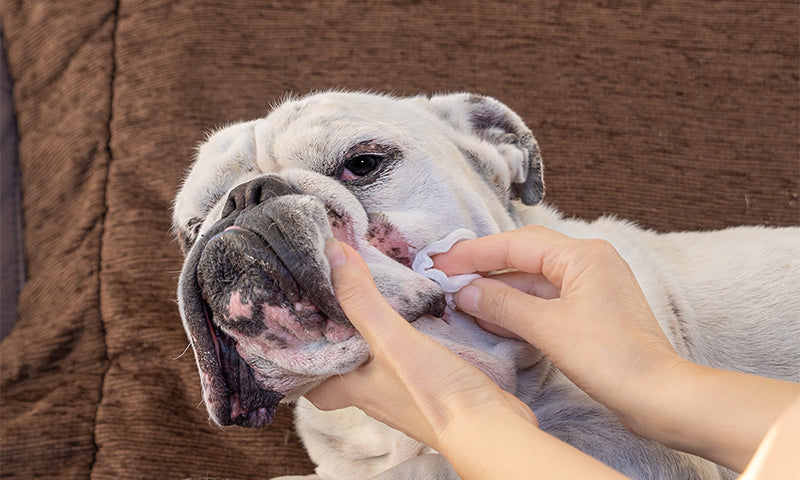 Chlorhexidine for Dogs: A Safe and Effective Solution for Skin Infections