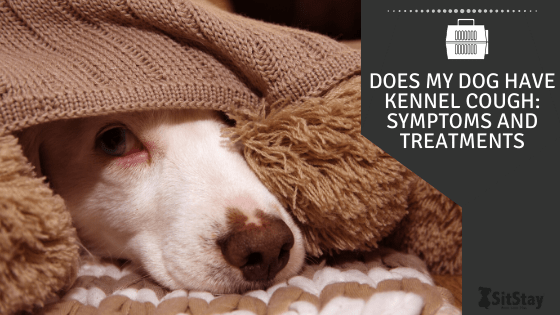 kennel cough symptoms and treatments