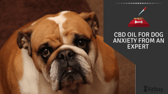 CBD Oil For Dog Anxiety From An Expert