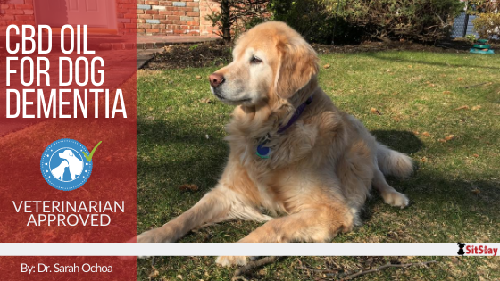CBD Oil for Dog Dementia
