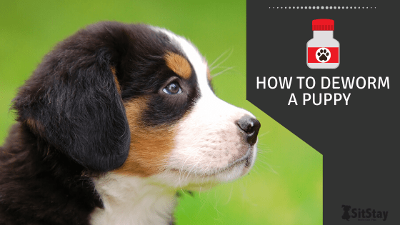 how to deworm a puppy 