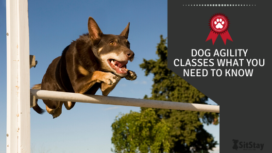 Dog Agility Classes: What You Need to Know!