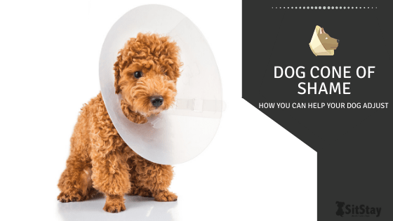 Dog Cone of Shame: How You Can Help Your Dog Adjust