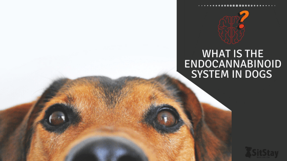 What Is The Endocannabinoid system in dogs 