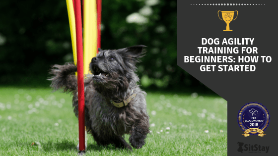 Dog Agility Training: The Ultimate Guide for Beginners 2022 – SitStay