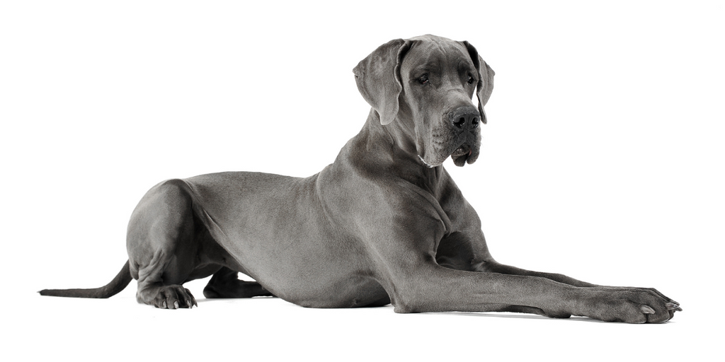 Get To Know The Great Dane - SitStay