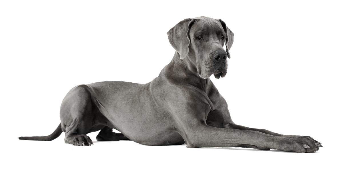 Get To Know The Great Dane SitStay