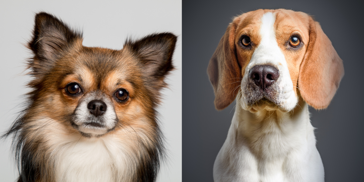 healthiest dog breeds