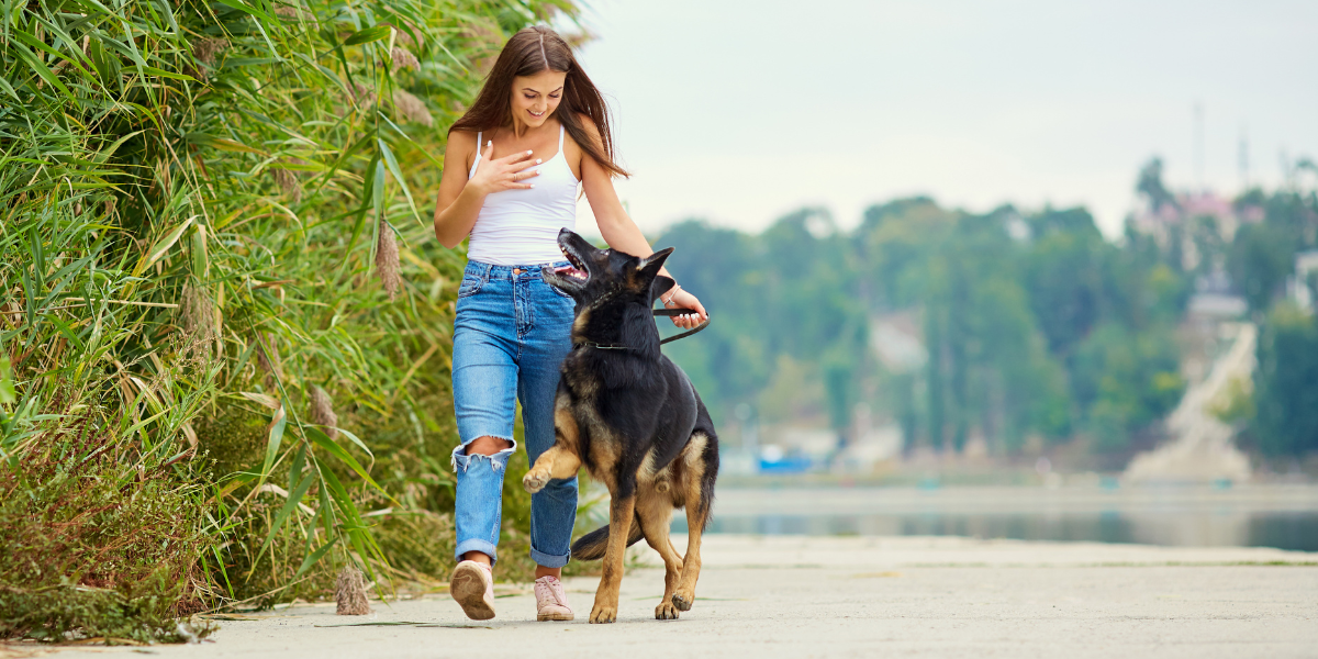 How Do Dogs Choose Their Favorite Person?