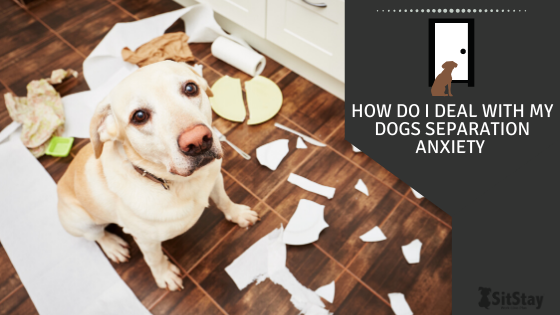 How Do I Deal With My Dogs Separation Anxiety 