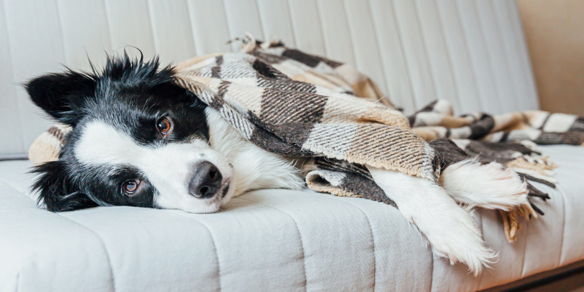 How to Get Rid of Dog Smell