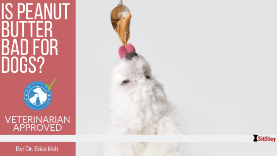 Is Peanut Butter Bad for Dogs?